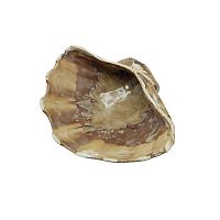 Блюдо-ракушка 20 см Frutti di Mare